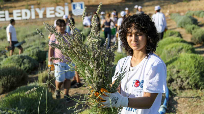 Etrim'de mis kokulu lavantaların hasadı yapılıyor - Resim : 1