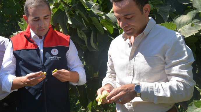 Tescilli behnat incirinin hasadı yapıldı - Resim : 1