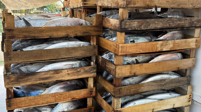 Karadeniz'de palamut bolluğu beklentisi - Resim : 1