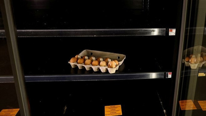 Yumurta krizi nedeniyle Amerikalılar tavuk beslemeye başladı - Resim : 2