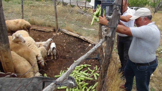 Kabak üreticilerinden ihracat için yeni ülke arayışı - Resim : 1