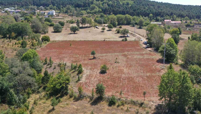 Ordu’da boş arazilerden bereket fışkırıyor! Atıl araziler üretime açıldı - Resim : 1