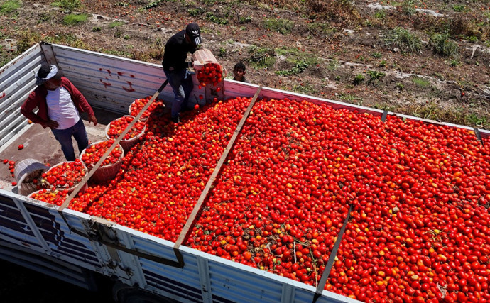 Üretici kan ağlıyor: Domatesin kilosu tarlada 3 liraya kadar düştü - Resim : 1