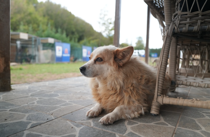 Bir kap mama, bir dünya sevgi: NaturalNest ve Etkin Eczacılık Derneği’nden anlamlı proje - Resim : 1