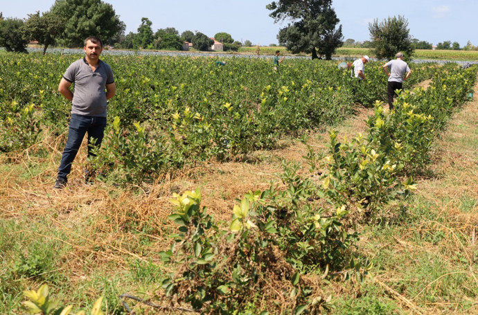 Bafra Ovası s&uuml;per meyve aronya hasadına hazırlanıyor - Resim : 1