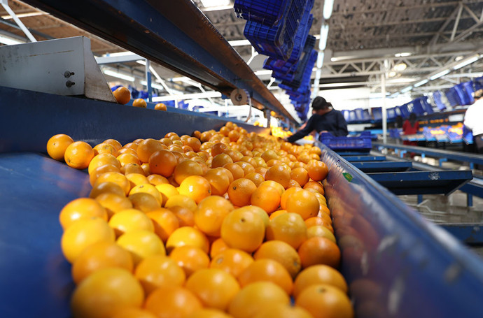 Finike portakalında hasat heyecanı başladı: Coğrafi işaretli ürüne yoğun ilgi - Resim : 1