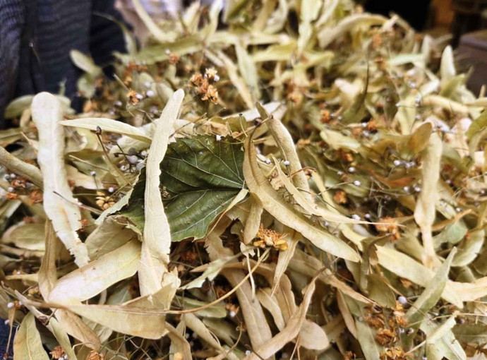 Soğuklar bastırdı, ıhlamur rekor kırdı - Resim : 1