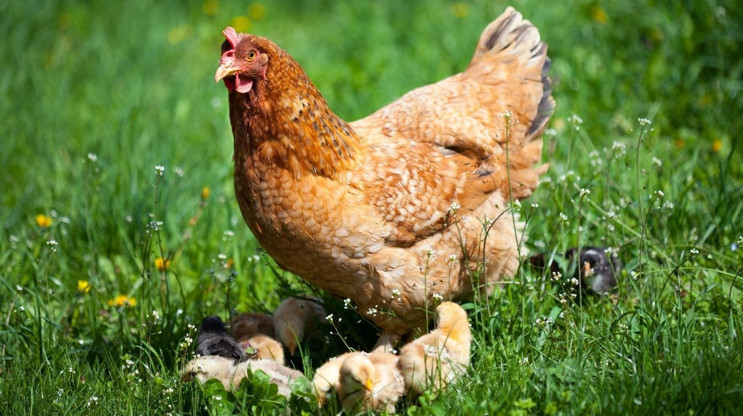 Yumurta krizi nedeniyle Amerikalılar tavuk beslemeye başladı - Resim : 3