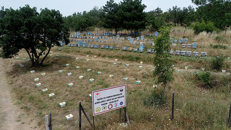 Arı ıslah çalışmalarıyla bal veriminin artırılması hedefleniyor - Resim : 2