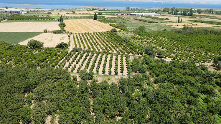 10 bin 320 ton rekolte beklenen "Lapseki devi" yurt dışı yolcusu! - Resim : 1