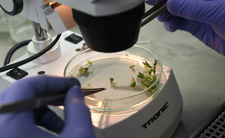 Erzurum'da "Karsu" ve "Cansu" isimli yerli patates &ccedil;eşitleri geliştirildi - Resim : 2