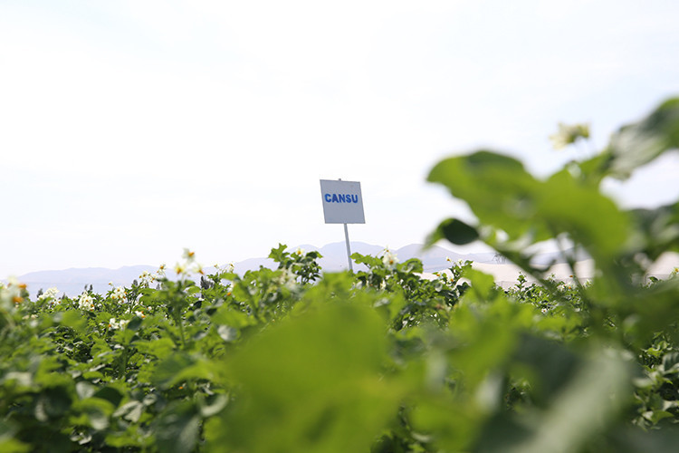 Erzurum'da "Karsu" ve "Cansu" isimli yerli patates &ccedil;eşitleri geliştirildi - Resim : 1