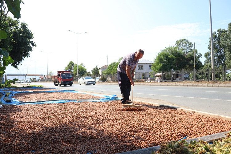 The coastal road is filled with hazelnuts: Drying work has begun - Picture : 1