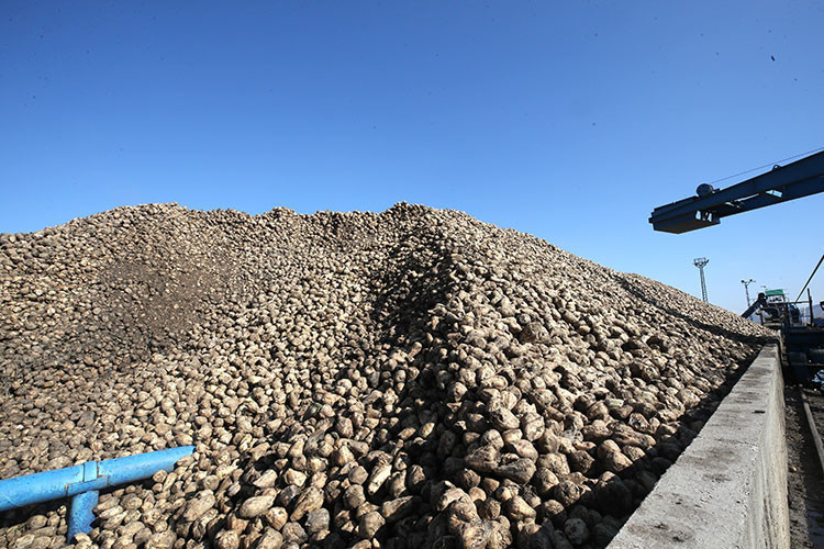 Muş ve Van’daki fabrikalarda 76 bin 10 ton şeker üretimi planlanıyor - Resim : 1