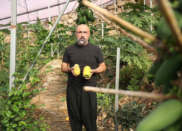 Papaya üretiminde Alanya’dan ihracat hamlesi - Resim : 1