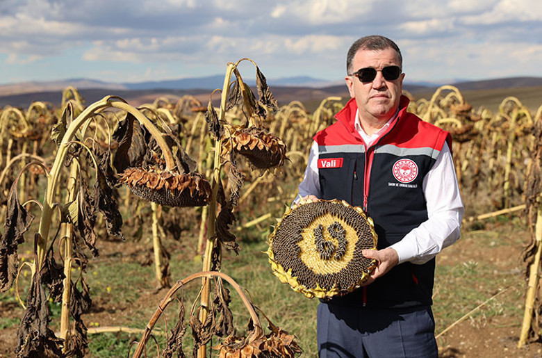 Bayburt’ta çerezlik ayçiçeği üretiminde artış, çiftçilerin yüzünü güldürdü. - Resim : 2