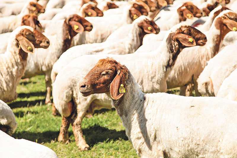 ABD’ye 1000 ton pecorino ve feta, Made By Şanlıurfa! - Resim : 2