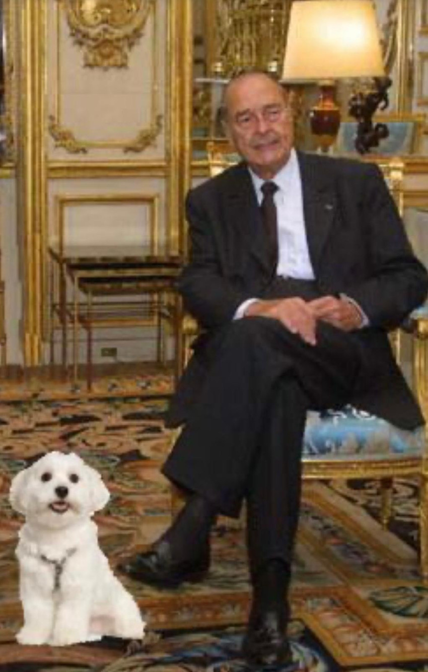 Kolunuzda Chanel çantayla bir köpek yavrusunu kucağınızda nasıl taşırsınız? - Resim : 5