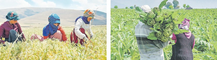 Sürdürülebilir tarım ve gıda israfı ile mücadele için anahtar: Yerelleşme - Resim : 2