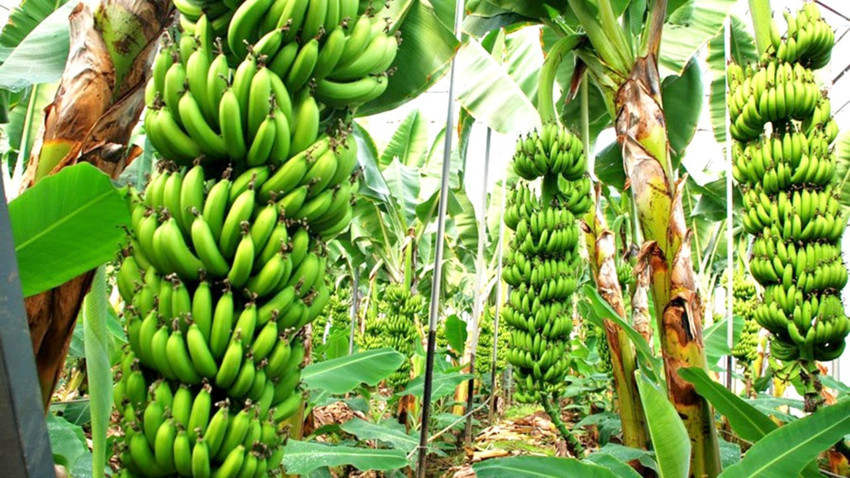 Gıda enflasyonda reçete hazır “Girdi maliyetleri düşürülsün, fiyat denetimleri arttırılsın”