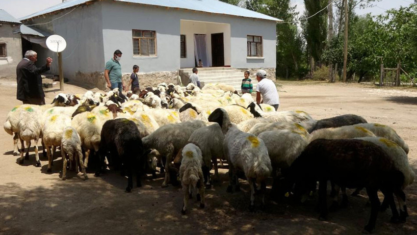 Van'da devletin sürü desteği 'tersine göç'ü başlattı - Resim : 1