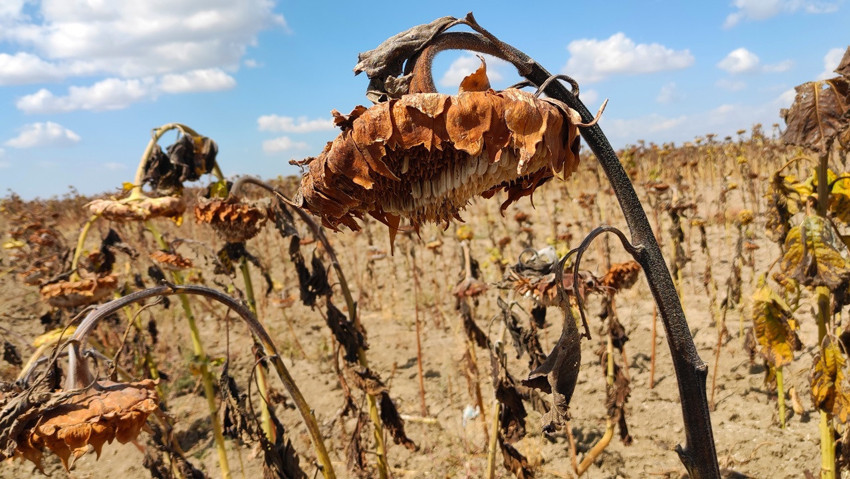 Kuraklık tarım sektörünün kâbusu oldu - Resim : 2