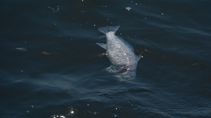 İzmir Körfezi'nde alarm! Balık avlamak yasaklandı! - Resim : 1