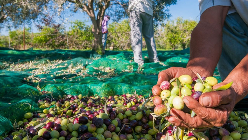 Marmarabirlik üreticiye 354 milyon TL ödeme yapacak - Resim : 1