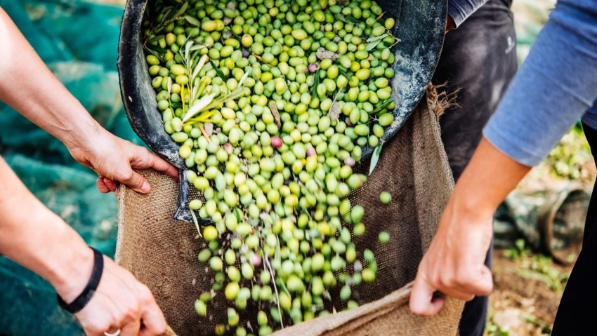 Marmarabirlik üreticiye 354 milyon TL ödeme yapacak - Resim : 2