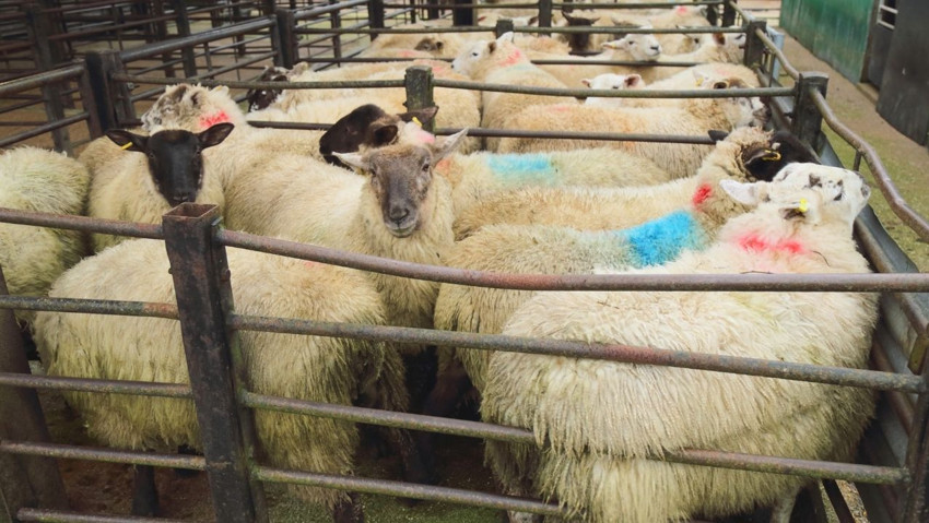 Hayvancılık desteği kırmızı et üretimini artıracak! Sektör projeyi olumlu karşıladı - Resim : 1