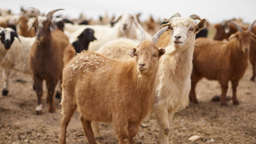 Et ve süt açığı için sektörden çağrı: Destekler küçükbaşlar da dahil edilsin - Resim : 1
