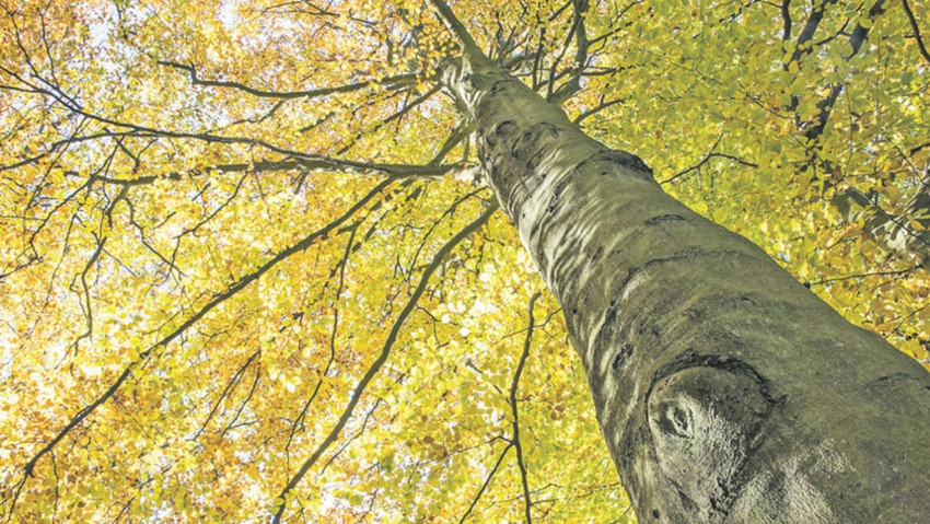 'Bir kültür, ormanlarından daha iyi değildir' - Resim : 1
