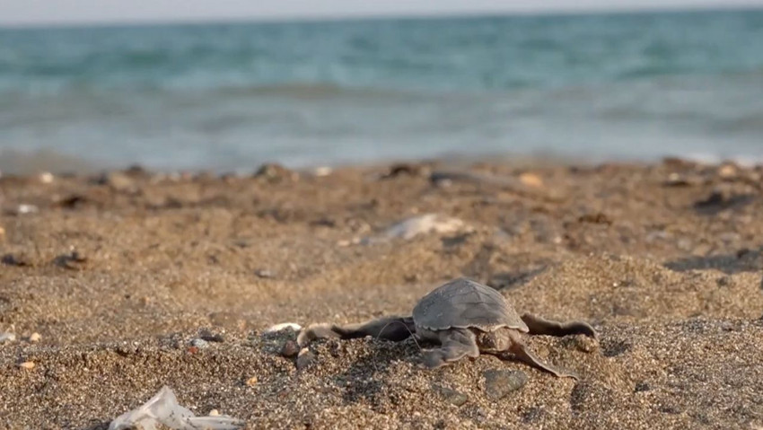 Kumsalda mucizevi anlar! Yumurtadan çıkan deniz kaplumbağaları denizle buluştu - Resim : 3