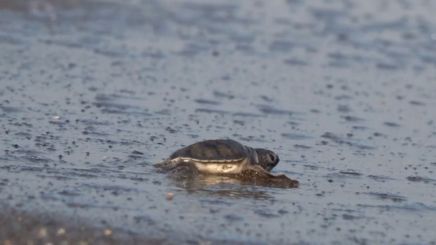 Kumsalda mucizevi anlar! Yumurtadan çıkan deniz kaplumbağaları denizle buluştu - Resim : 2