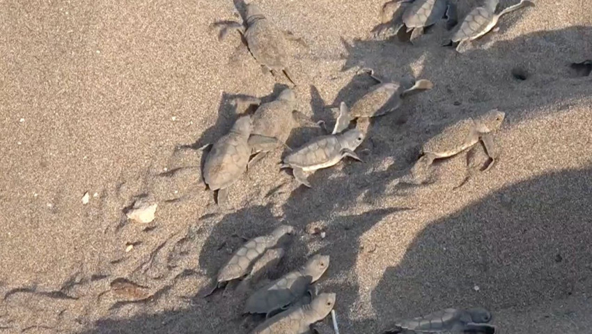 Kumsalda mucizevi anlar! Yumurtadan çıkan deniz kaplumbağaları denizle buluştu - Resim : 1