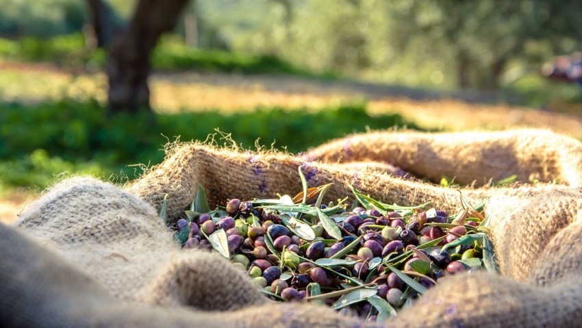 Zeytinyağı fiyatları artıyor! Üretici 2025’i ‘yok yılı’ ilan etti - Resim : 1