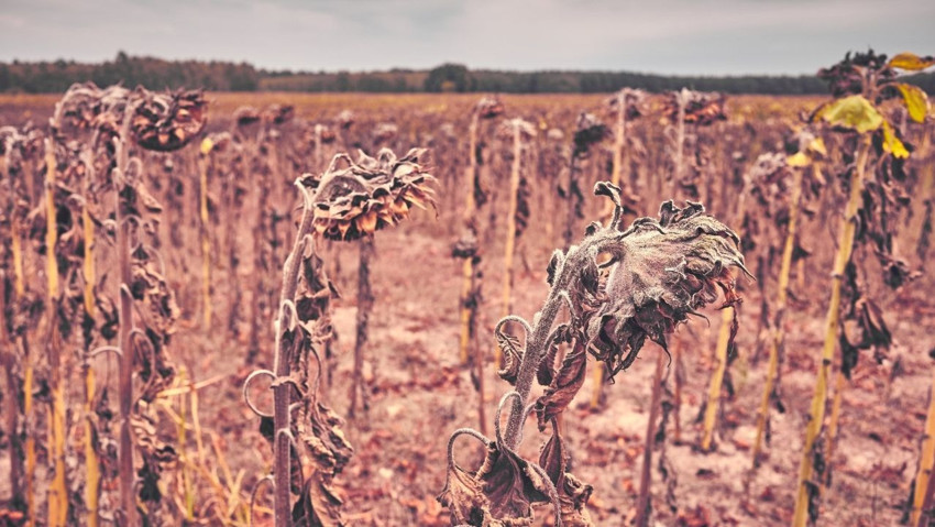 Kuraklık hasadı tehdit ediyor! Ayçiçek yağı fiyatları yükseldi - Resim : 1