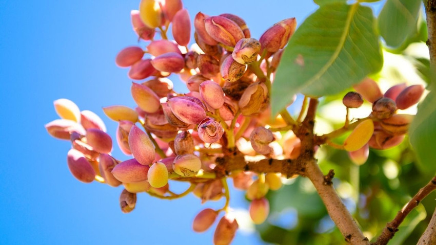 Türkiye, dünyanın 3. büyük üreticisiydi! Baklavaya fıstık artık İtalya’dan gelecek - Resim : 2