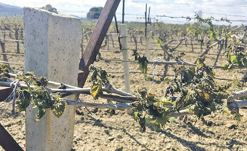 Tarımda iklim hasarı büyük! - Resim : 1