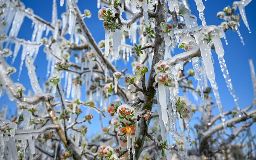 Zirai dondan etkilenen &ccedil;ift&ccedil;ilerin zararı nasıl karşılanacak? Bakan Yumaklı yanıtladı - Resim : 1