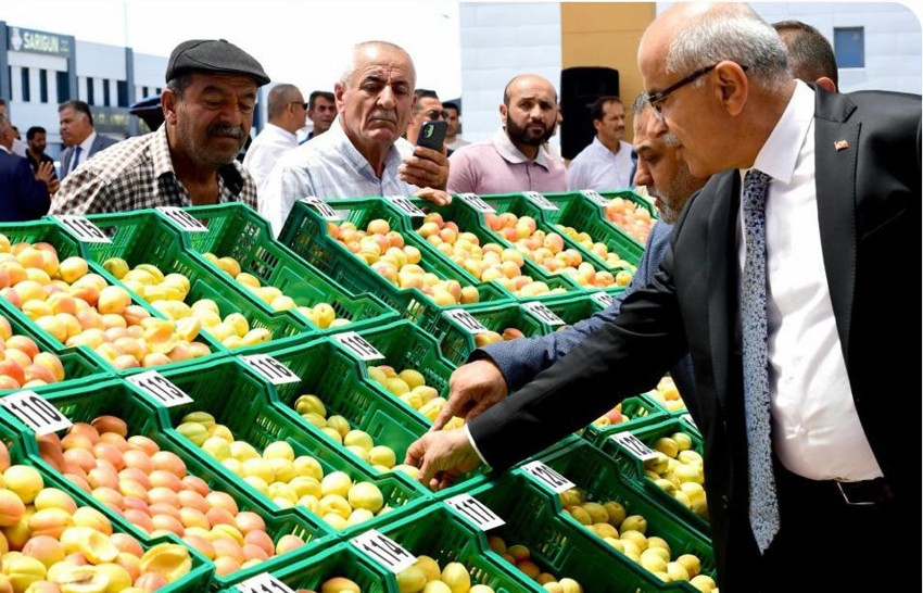 Kayısı üretimi ‘don’la ‘sıfır’a inse bile depodaki ürünle 250 milyon dolar geldi - Resim : 1