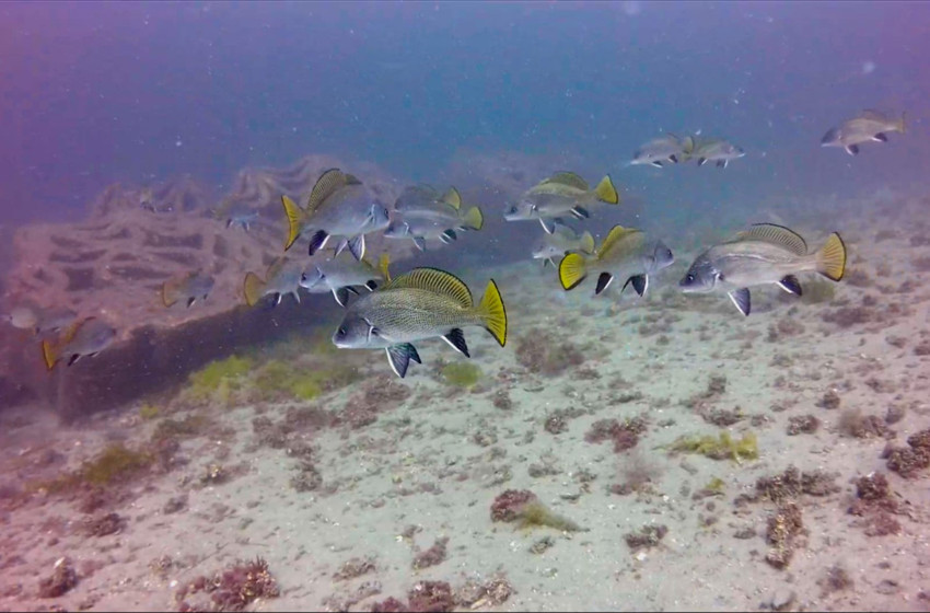 Yapay Resifler bir yılda 33 farklıdeniz canlısına yuva oldu - Resim : 1