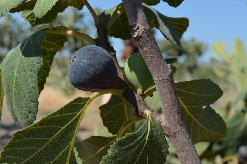 Siyah orak, dünya incir pazarında dengeleri değiştirecek - Resim : 2