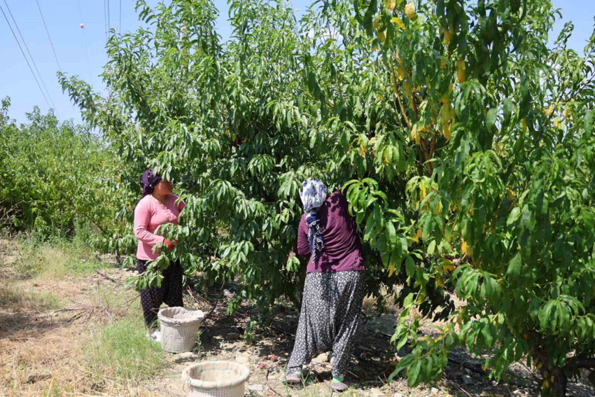 Zirai don şeftaliyi de vurdu: Verim kaybı yüzde 90'a ulaştı - Resim : 1