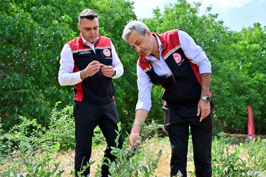 İzmir’in ilk toprağa dikim yaban mersini meyvelerini verdi - Resim : 1