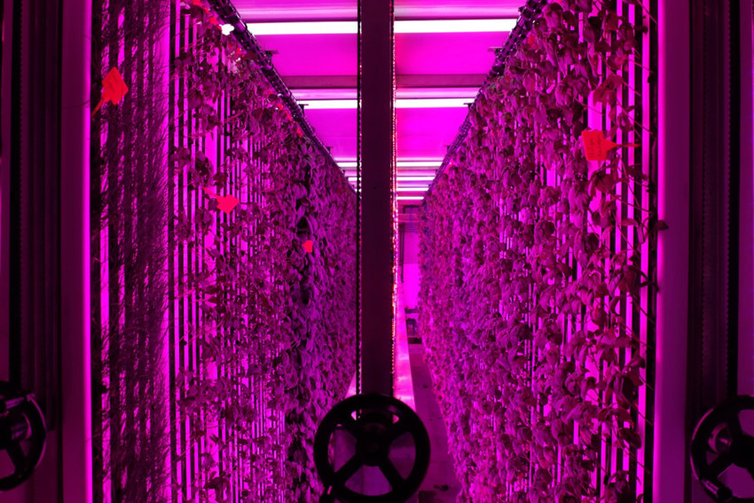 İGSAŞ, Dikey Tarım Konteyneri Projesi için Yeditepe Üniversitesi ile anlaşma yaptı - Resim : 2