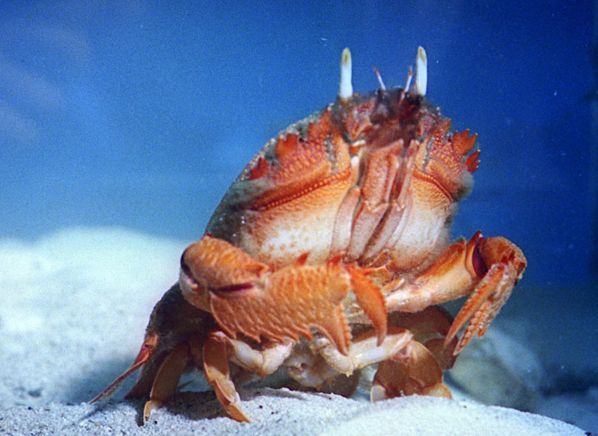 Pera Film’den sanat ve sinema buluşması: Marcel Dzama evrenine yolculuk - Resim : 3