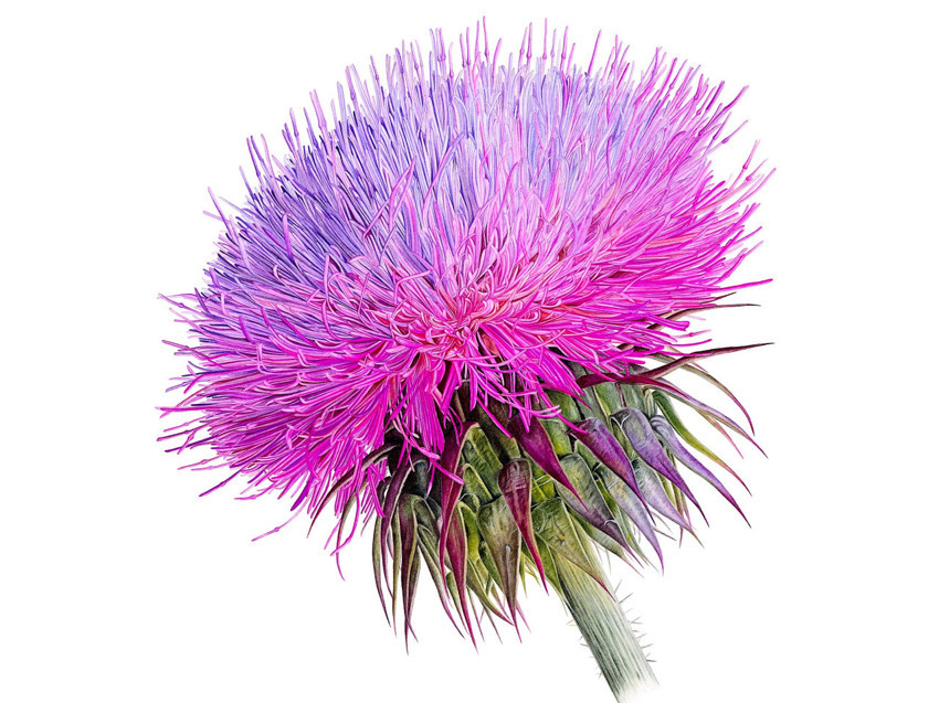 Anadolu’nun bitki mirası Salt Beyoğlu’nda hayat buluyor - Resim : 3