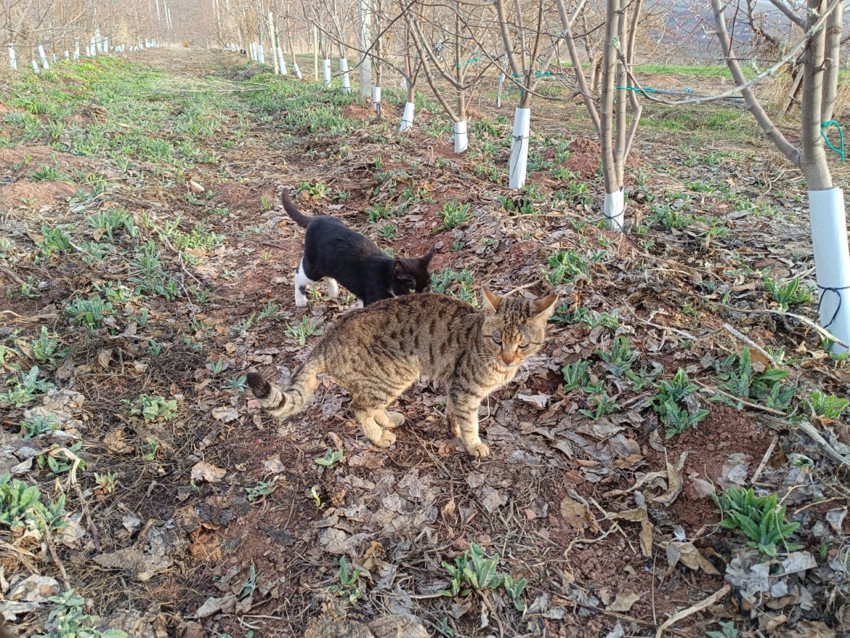 Elma bahçesinde fare istilasına kedi çözümü - Resim : 1