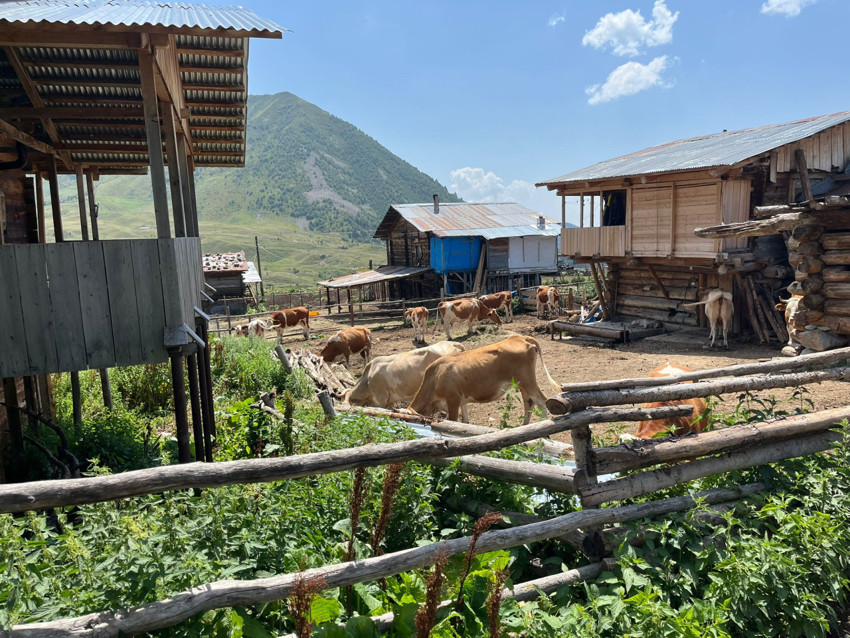 Hayvancılıkta şap tehdidi... 3 ilde birden yayıldı - Resim : 2